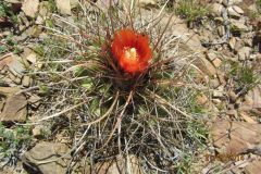 Parodia maassii bei La Quiaca - Cay Kruse