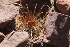 Parodia maassii - Wolf D. Stahl