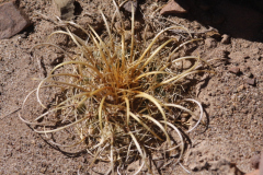 Parodia maassii - Wolf D. Stahl