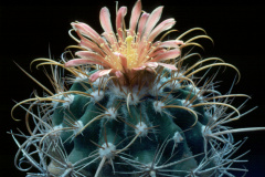 Parodia spec. (maassii) - KK963