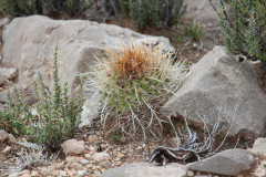 Parodia maassii UL2487 - Uwe Lindner