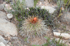 Parodia maassii UL2487 - Uwe Lindner