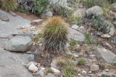 Parodia maassii UL2487 - Uwe Lindner