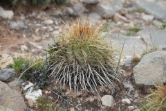 Parodia maassii UL2487 - Uwe Lindner