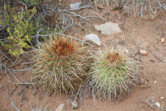 Parodia maassii UL2487 - Uwe Lindner