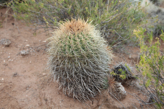 Parodia maassii UL2487 - Uwe Lindner