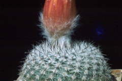 Parodia malyana L500  - Dia Archiv ZAG Parodia