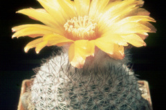 Parodia malyana L500  - Dia Archiv ZAG Parodia
