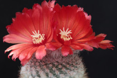 Parodia malyana P128 - Uwe Lindner