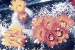 Parodia malyana  - Dia Archiv ZAG Parodia