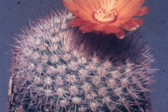 Parodia malyana  - Dia Archiv ZAG Parodia