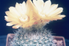 Parodia malyana  - Dia Archiv ZAG Parodia