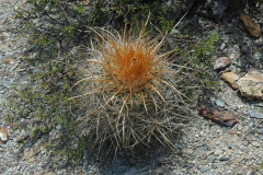 P. maxima MU 549.1. Paichu - Foto Mucha