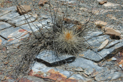 P. maxima MU 48.1 Cieneguillas Foto Mucha