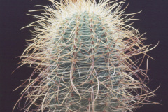 Parodia maxima  FR -  - Dia Archiv ZAG Parodia