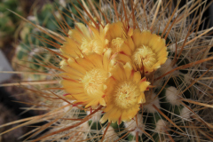 Parodia maxima - Uwe Lindner