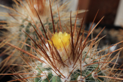 Parodia maxima - Uwe Lindner