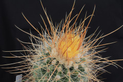 Parodia maxima  FR - Uwe Lindner