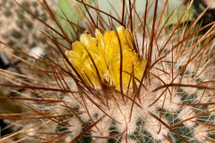Parodia maxima - Uwe Lindner