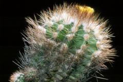 Parodia miguillensis KK 1002 - Dia Archiv ZAG Parodia