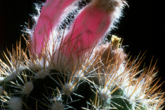 Parodia miguillensis KK 1017 - Dia Archiv ZAG Parodia