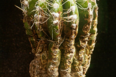 Parodia miguillensis KK1017 - Dia Archiv ZAG Parodia