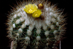 Parodia miguillensis KK - Dia Archiv ZAG Parodia