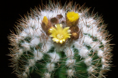 Parodia miguillensis KK - Dia Archiv ZAG Parodia