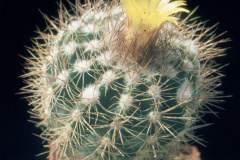 Parodia miguillensis L1001 - Dia Archiv ZAG Parodia