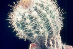 Parodia miguillensis L1001 - Dia Archiv ZAG Parodia