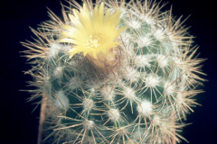 Parodia miguillensis L1001 - Dia Archiv ZAG Parodia