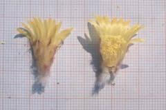 Parodia miguillensis L1001 - Dia Archiv ZAG Parodia