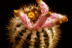 miguillensis_2