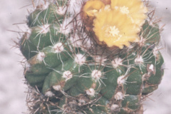 Parodia miguillensis KK - Dia Archiv ZAG Parodia