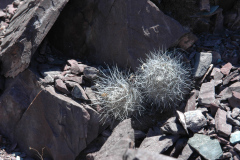 Parodia nivosa am Standort (Foto A.Mucha)