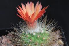 Parodia nivosa DH 155