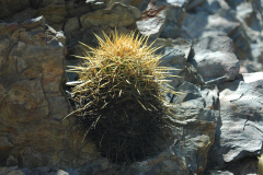 Parodia obtusa MU532.1 La Poromita Foto Mucha