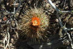 Parodia obtusa MU 533.1 La Poromita Foto Mucha