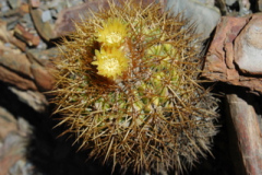 Parodia obtusa MU531.1 Foto-Mucha