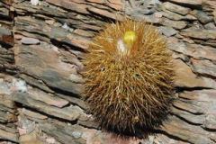 Parodia obtusa MU531.1 Foto-Mucha