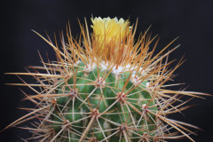 Parodia obtusa KB100 - Uwe Lindner