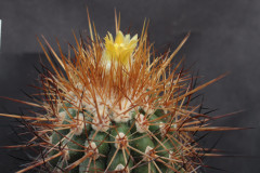 Parodia obtusa KB100 - Uwe Lindner