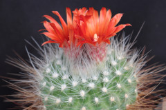 Parodia penicillata var. nivosa DH179a - Uwe Lindner