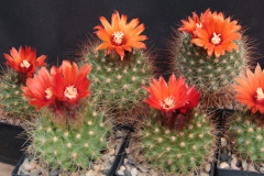 Parodia penicillata - Uwe Lindner