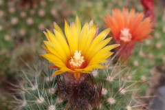 Parodia_penicillata_cv_gelb_2_Uwe_Lindner