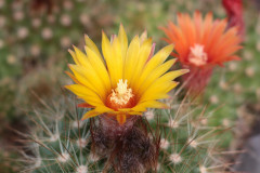Parodia penicillata cv. gelb - Uwe Lindner