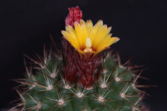 Parodia penicillata cv. gelb - Uwe Lindner