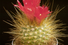 Parodia penicillata