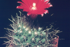 Parodia penicillata var. nivosa