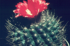 Parodia penicillata_var. nivosa